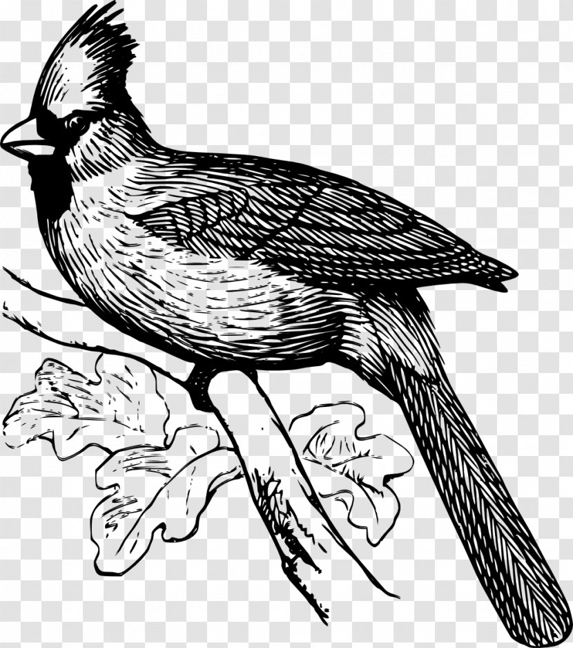 Bird Line Art Drawing Clip - Feather - Cartoon Transparent PNG