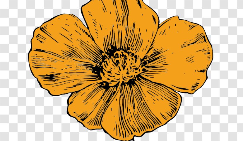 California Poppy Drawing Clip Art - Wildflower - Tentacle Pattern Transparent PNG