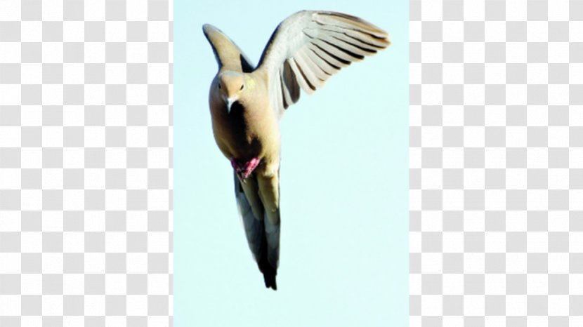 Beak Swallow Water Bird Wing Transparent PNG