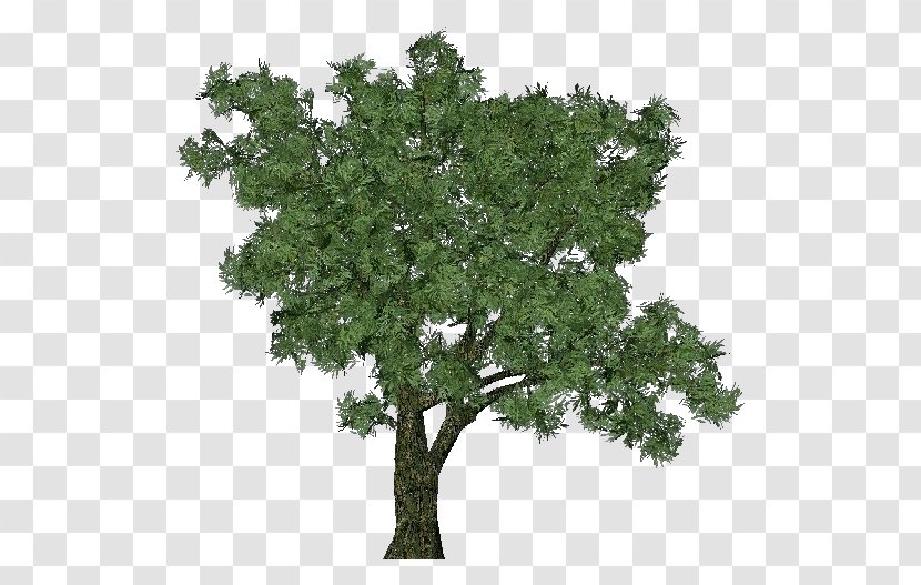 Salix Fragilis Tree Dioecy Deciduous Forest - Genus Transparent PNG