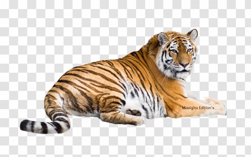 Siberian Tiger Bengal Felidae Malayan White - Stock Photography Transparent PNG