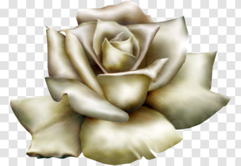 Rose Clip Art - Family Transparent PNG