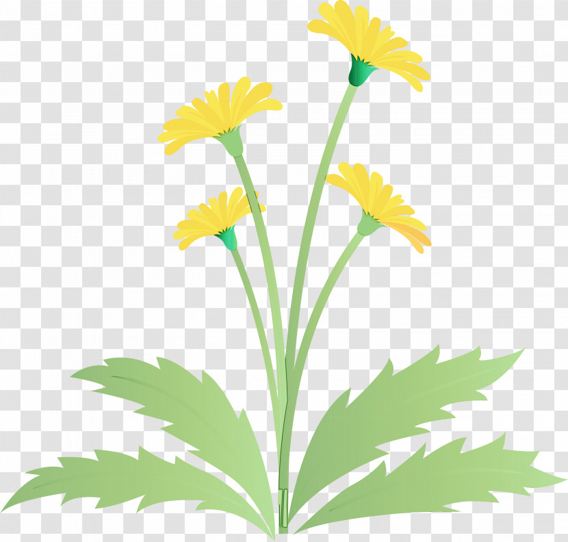 Flower Plant Yellow Chamomile Dandelion Transparent PNG