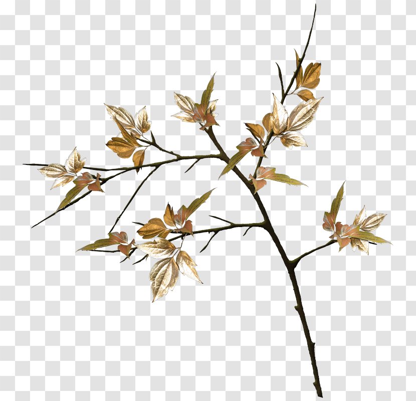 Twig Plant Stem Leaf Flower Grasses Transparent PNG