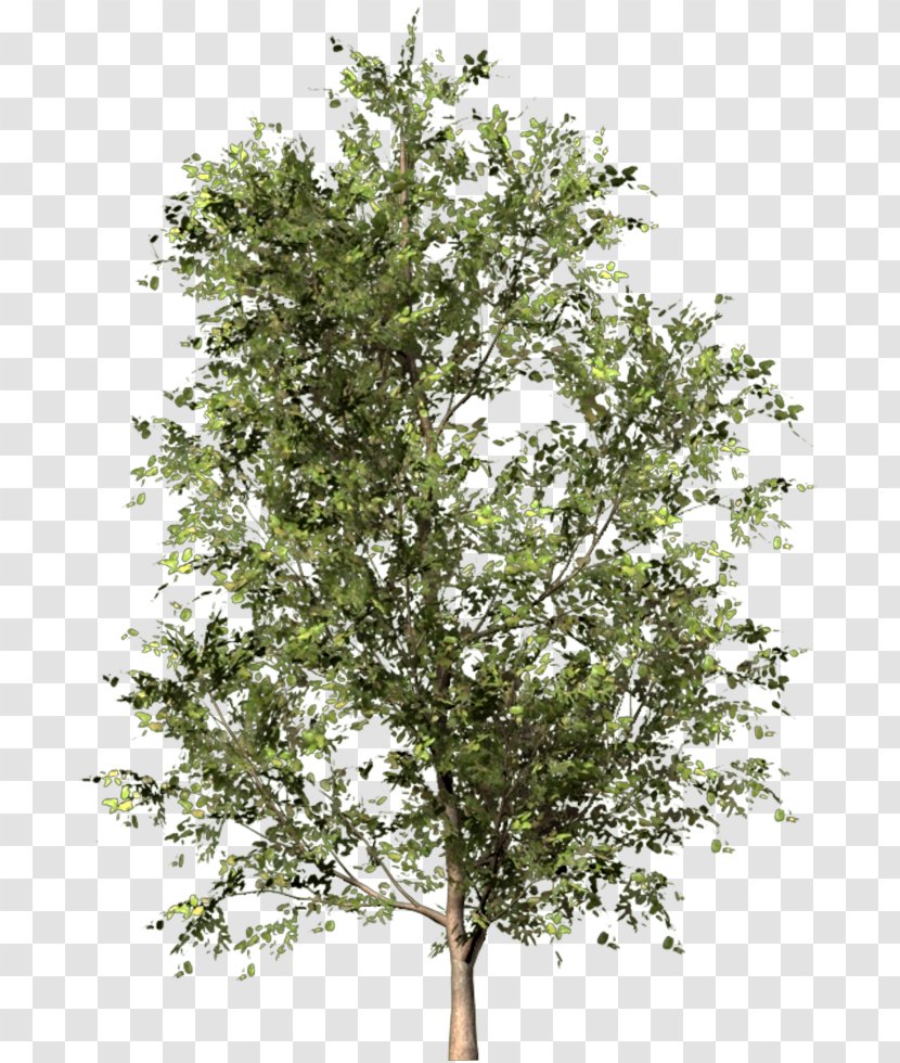 Szálka Twig Clip Art - Plant - PLAN TREES Transparent PNG