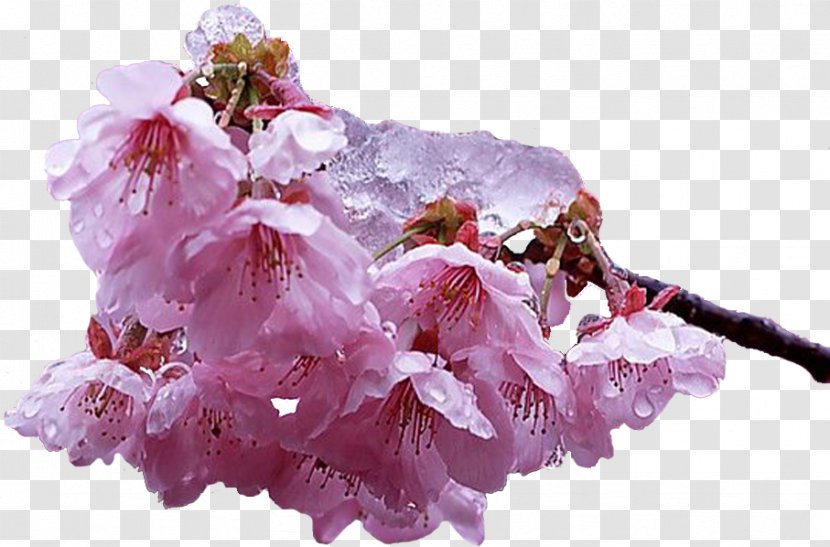 Cherry Blossom The Flower Expert - Apples Transparent PNG