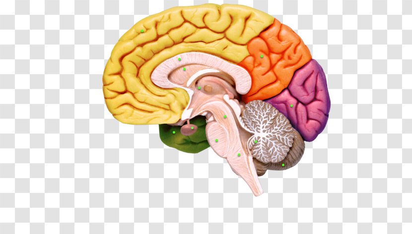 Human Brain Nervous System Anatomy - Meninges Transparent PNG