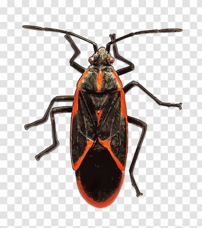 Insect Longhorn Beetle Boxelder Bug True Bugs Maple - Garden Pest Identification Transparent PNG
