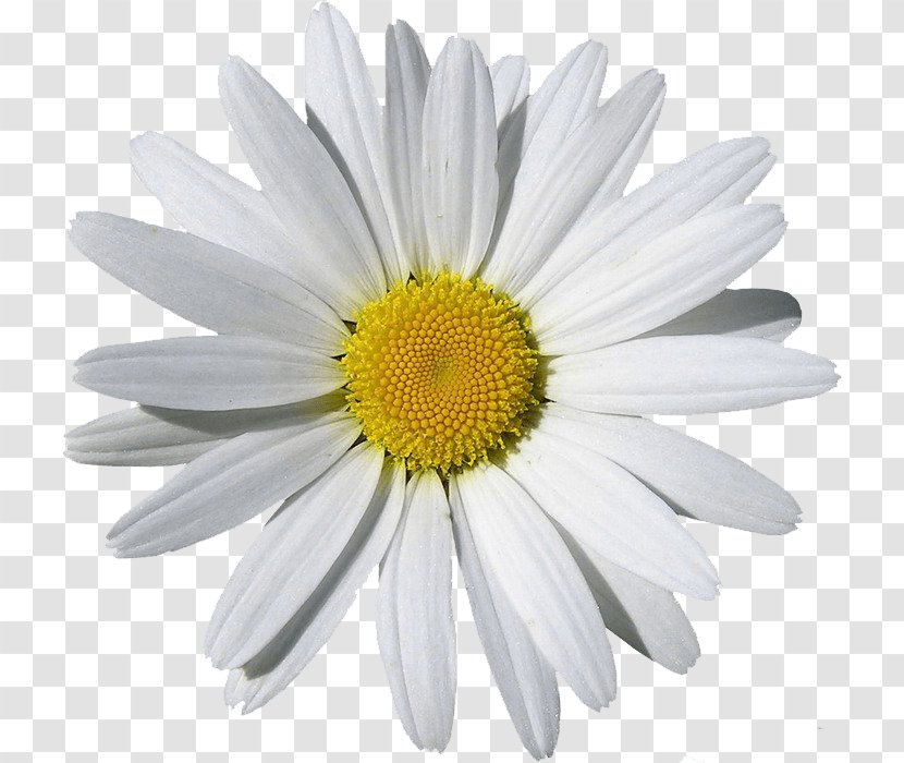 Chamomile Clip Art - Yellow - Camomile Image Transparent PNG