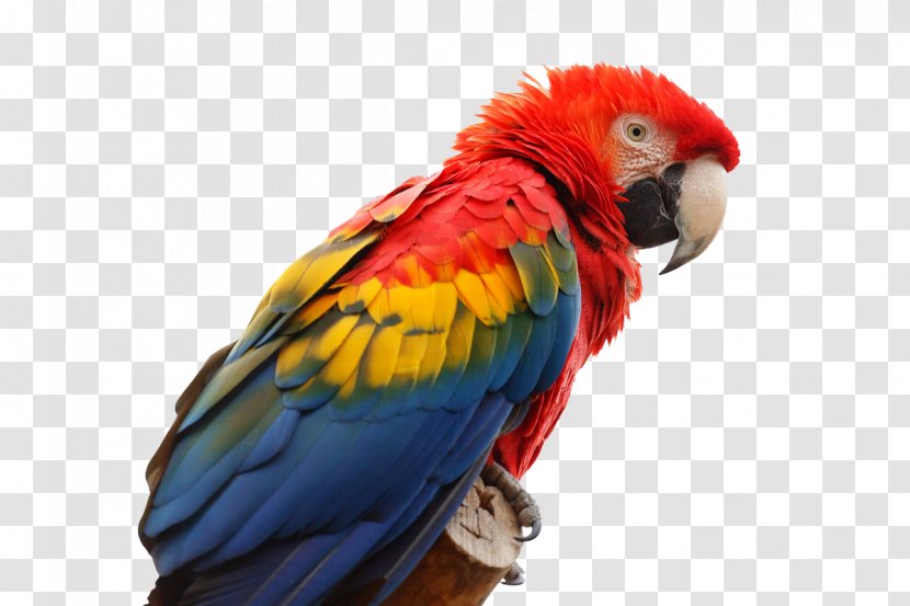 Parrot Bird Scarlet Macaw Red-and-green - White Cockatoo - Color In Kind Transparent PNG