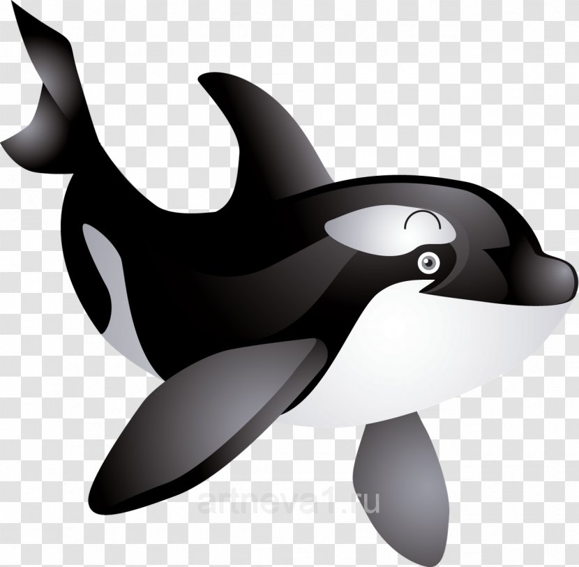 Whale Clip Art - Whales Dolphins And Porpoises - Killer Transparent PNG