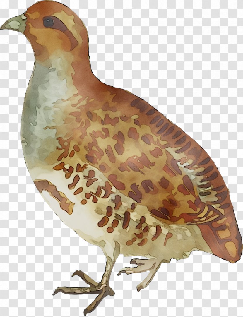 Grey Partridge Clip Art Bird Openclipart - Chukar Transparent PNG