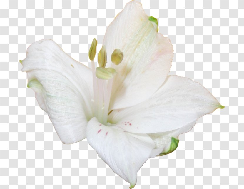 Jersey Lily Iris Family Mallows Belladonna - Plant Transparent PNG