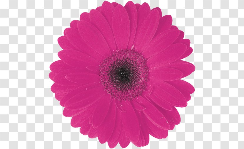 Transvaal Daisy Common Color Duck Flower - Burgundy Transparent PNG