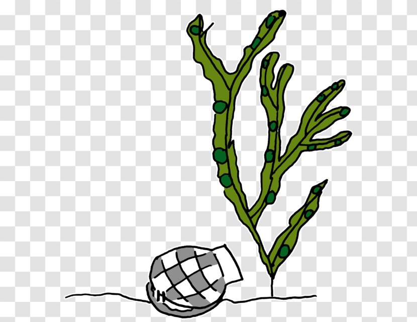 Drawing Line Art Painting Clip - Plant Stem - Indianer Transparent PNG