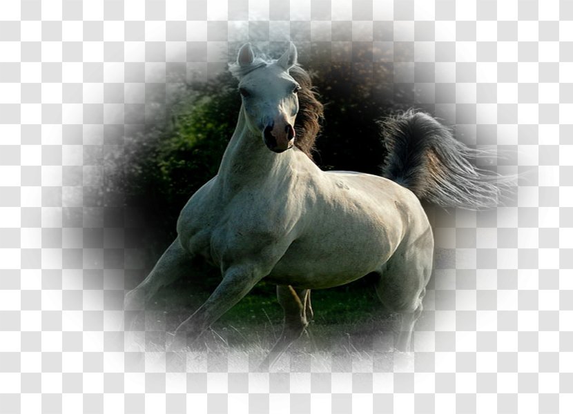Mustang Stallion Pony Eohippus Wide XGA - Livestock Transparent PNG