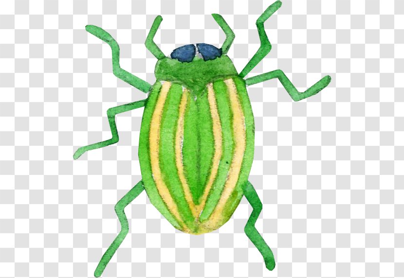 Cockroach Cartoon Illustration - Insect - Hand-painted Transparent PNG