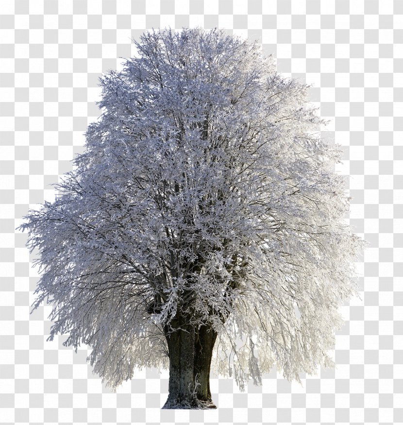 Tree Snow Desktop Wallpaper Frost - Fir-tree Transparent PNG