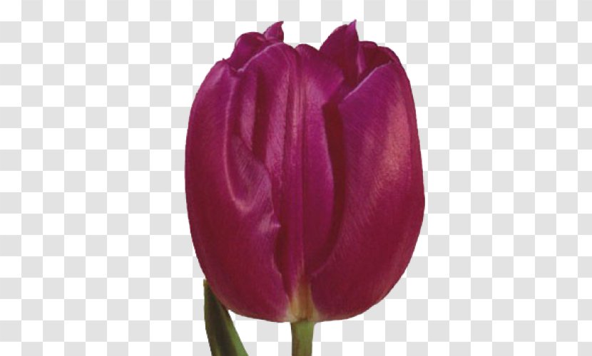 Tulip Mania Netherlands Cut Flowers - Petal Transparent PNG