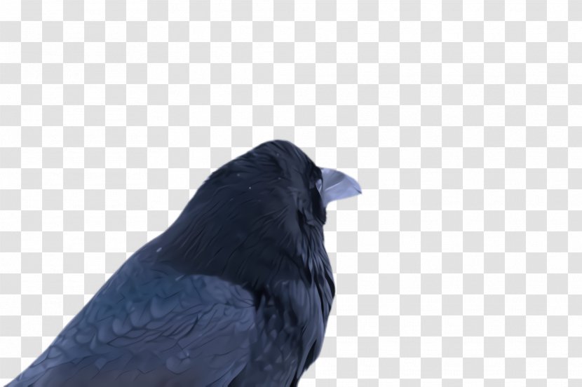 Bird Blue Crow Beak Crow-like - Songbird Perching Transparent PNG