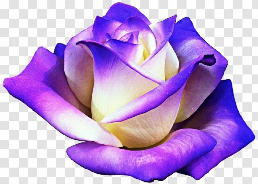 Purple Rose Flower Clip Art - Lavender Transparent PNG