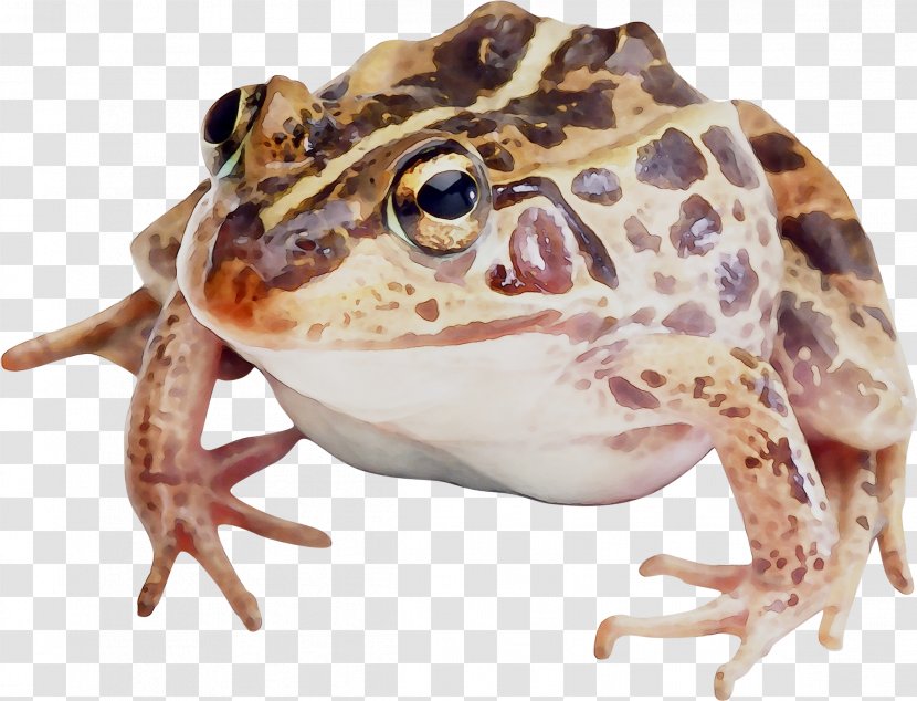 Toad Reptile True Frog Radical Snakes - Narrowmouthed Transparent PNG