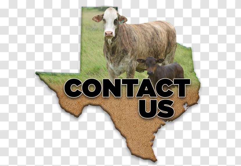Beeville Livestock Commission Braford Brahman Cattle 0 Ranch - Mail - Sales Transparent PNG