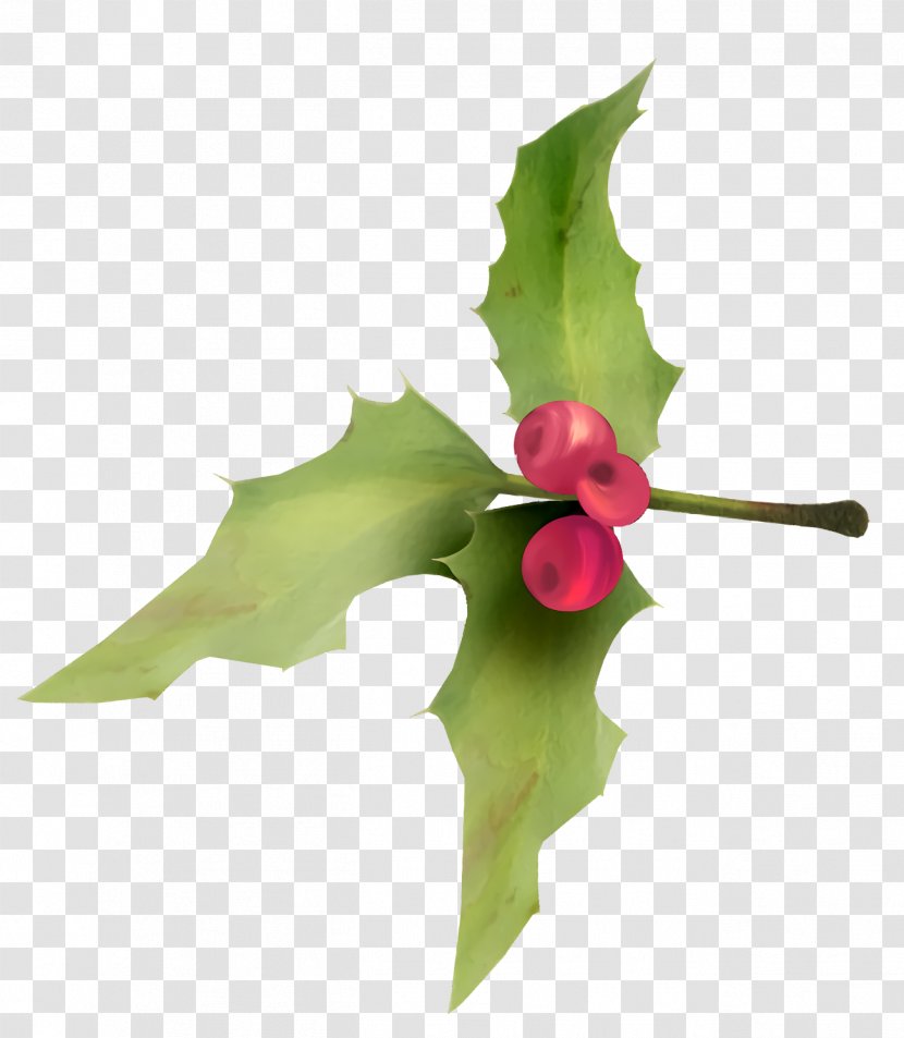 Christmas Holly Ilex - Petal Leaf Transparent PNG