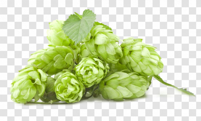 India Pale Ale Beer Amarillo Hops - Common Hop Transparent PNG