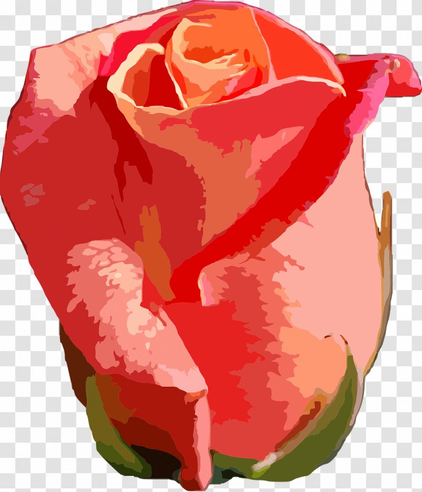 Garden Roses Flower Petal - Rosaceae - Rose Transparent PNG