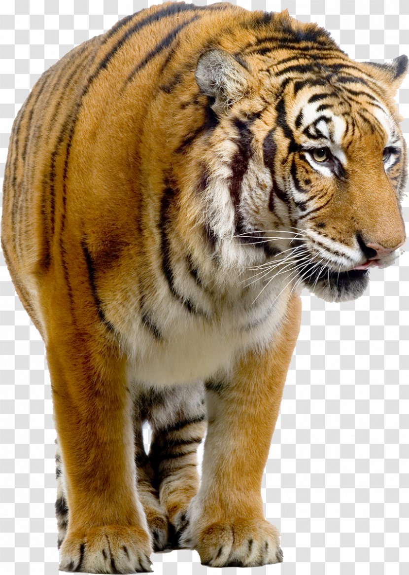Bengal Tiger Siberian Felidae Stock Photography - Snout Transparent PNG