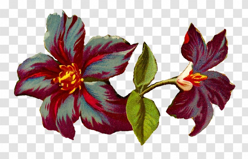 Clematis 'Jackmanii' Flower Digital Image Clip Art - Royaltyfree - Illustration Transparent PNG
