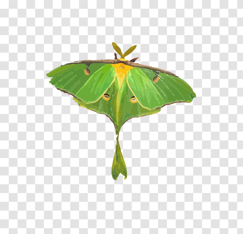Luna Moth Butterfly Clip Art Transparent PNG