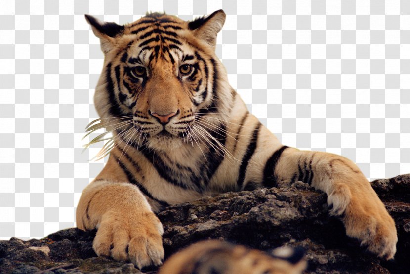 Felidae Bengal Tiger Lion Cat - South China Transparent PNG