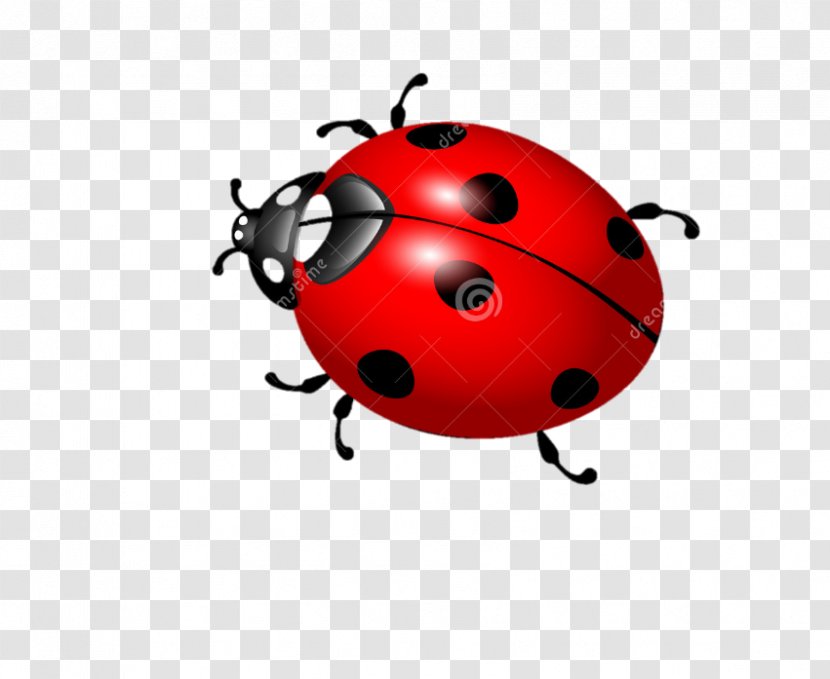 Ladybird Beetle Vector Graphics Der Marienkäfer Illustration Photography - Art Transparent PNG