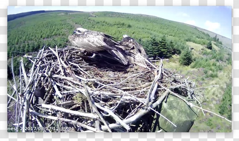 Bird Nest Of Prey Fauna NEST+m - Beak Transparent PNG