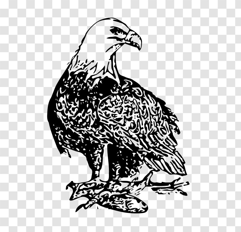Bald Eagle Drawing Clip Art - Falcon - Cartoon Transparent PNG