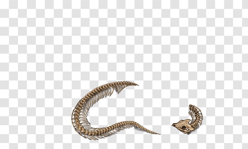 Snake Skeleton Rattlesnake Skull - Lion Transparent PNG