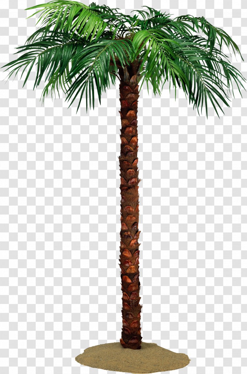 Arecaceae Tree Crown Date Palms Raffia Palm - Leaf Transparent PNG