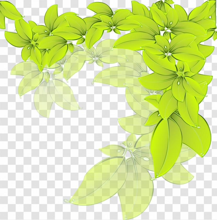 Leaf Herbal Medicine Lemon Basil Herb Green Transparent PNG