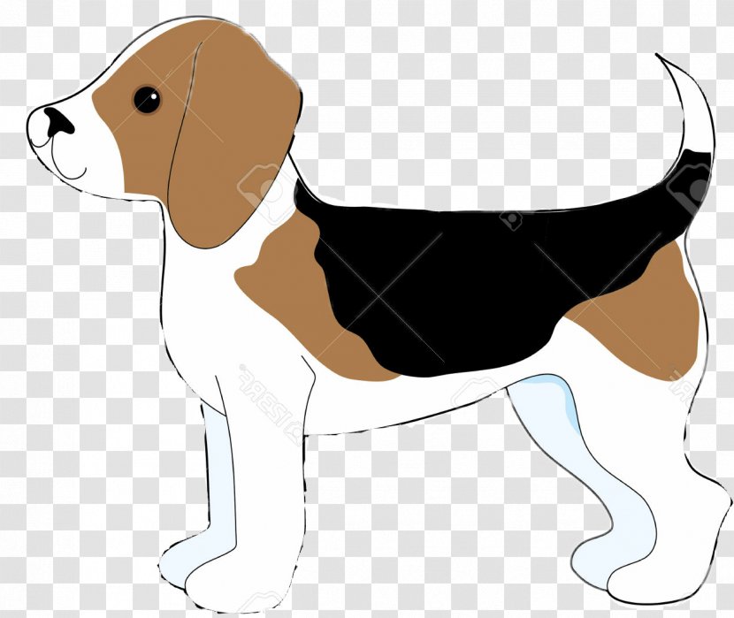 Beagle English Foxhound American Harrier Treeing Walker Coonhound - Dog Transparent PNG