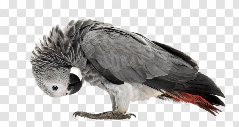 Bald Eagle Parrot Lovebird Dog Transparent PNG