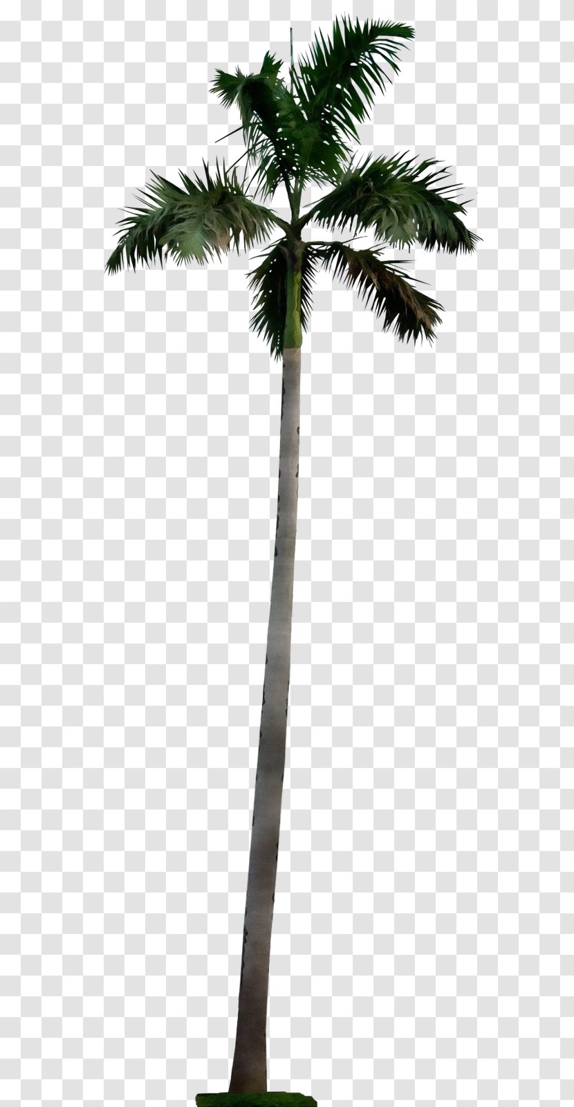Cartoon Palm Tree - Arecales - Branch Twig Transparent PNG