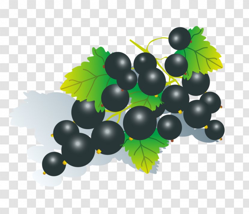 Fruit Download Grape Euclidean Vector - Plant - Black Grapes Transparent PNG