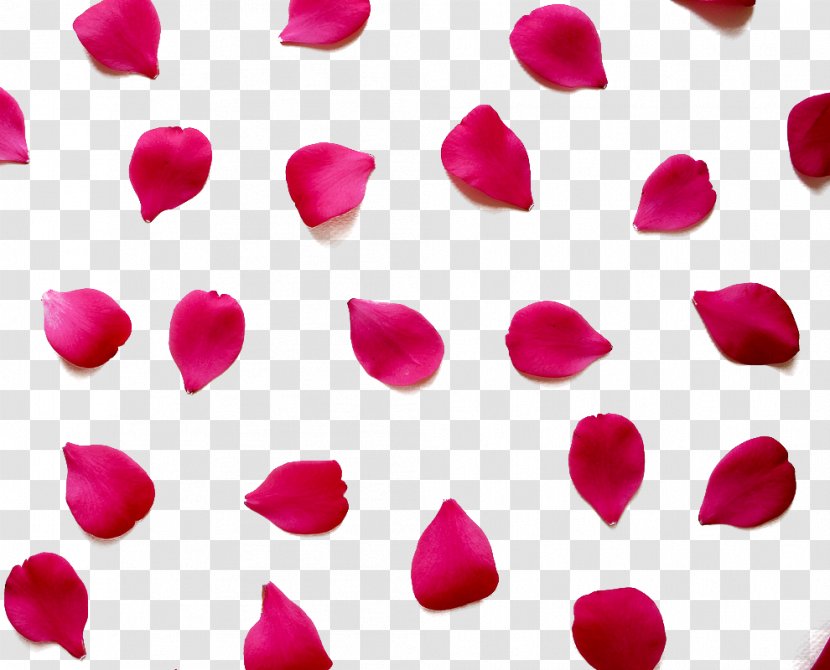Love Quotation Valentines Day Romance Happiness - Dia Dos Namorados - Red Rose Petals Transparent PNG
