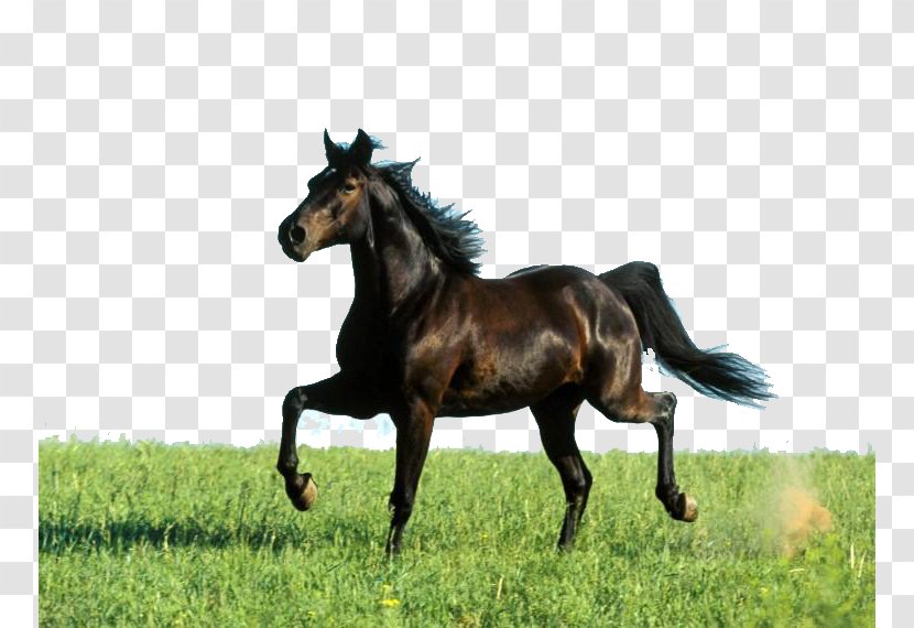 Missouri Fox Trotter Arabian Horse Tennessee Walking Thoroughbred American Quarter - Mane - Pentium Transparent PNG