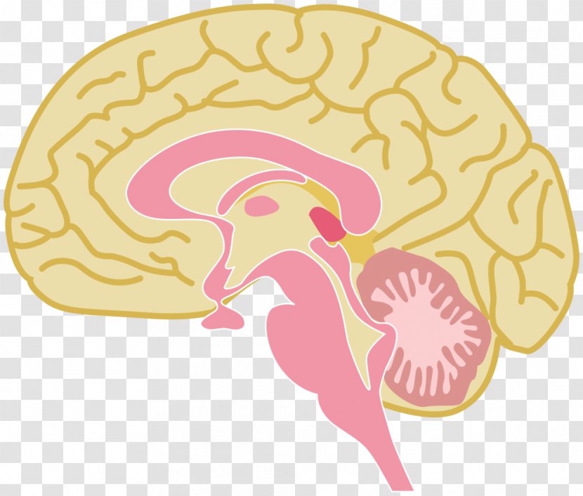 Clip Art Human Brain Vector Graphics Drawing - Silhouette Transparent PNG