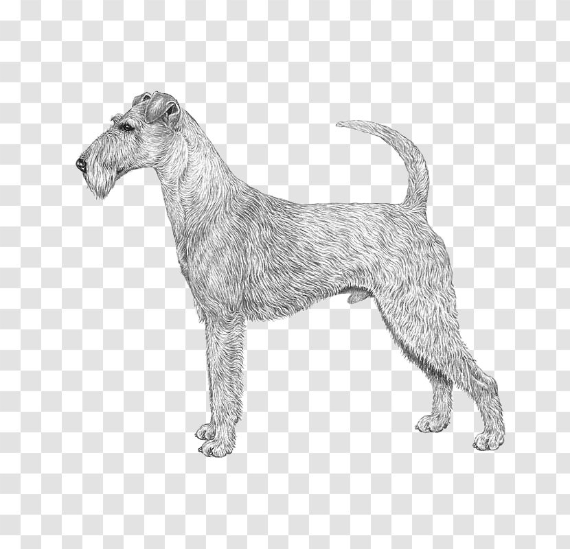Miniature Schnauzer Standard Irish Terrier Wire Hair Fox Lakeland - Puppy Transparent PNG