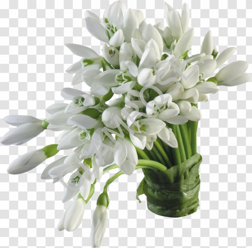 Snowdrop Flower Bouquet Desktop Wallpaper - Plant Transparent PNG