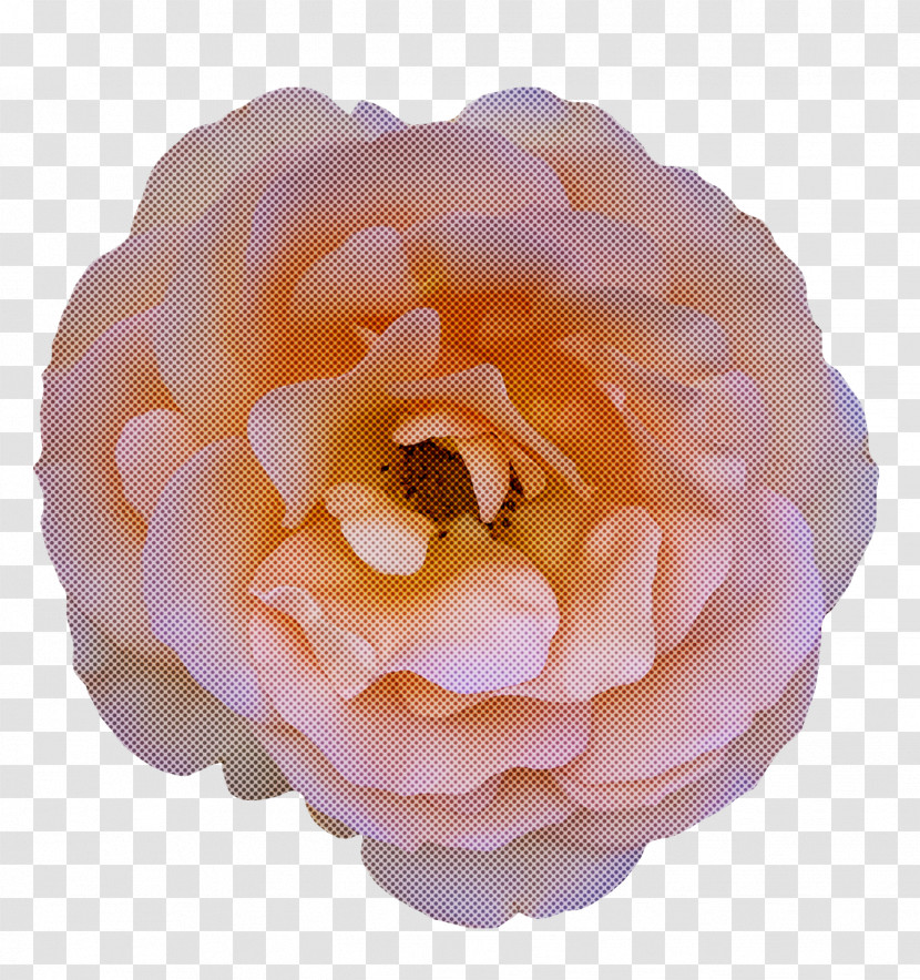 Garden Roses Transparent PNG